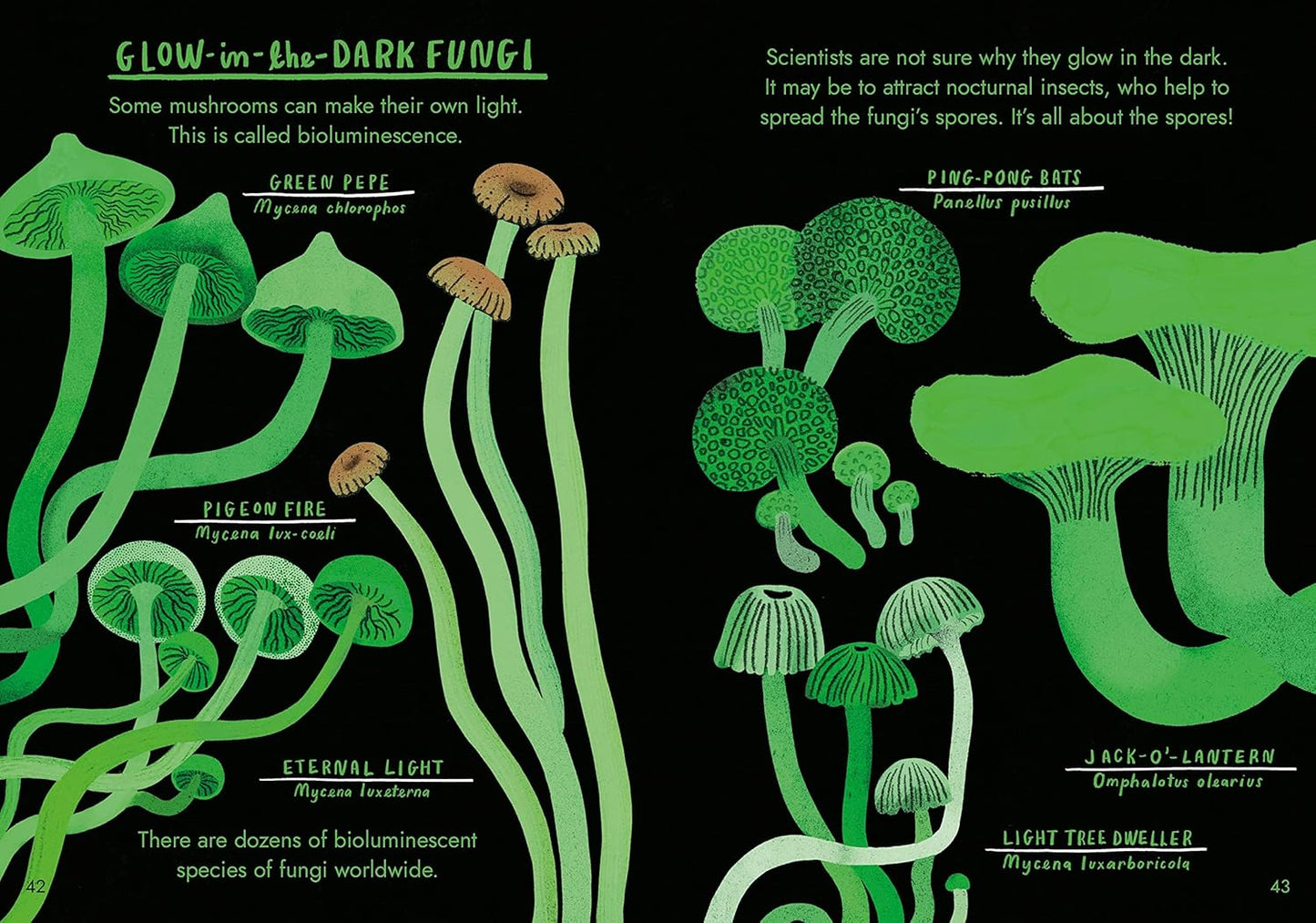 Hello Fungi: A little guide to nature