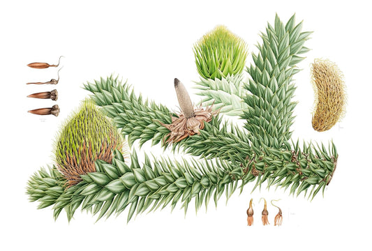 Plants from the Woods & Forests of Chile