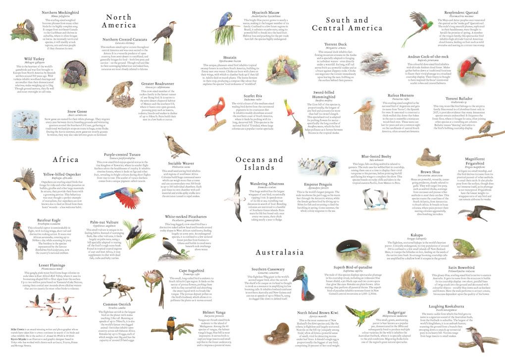 Around the World in 50 Birds - 1000 piece jigsaw puzzle