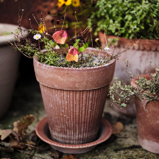 Bergs Potter - Simona Terracotta Pot and Saucer 14cm