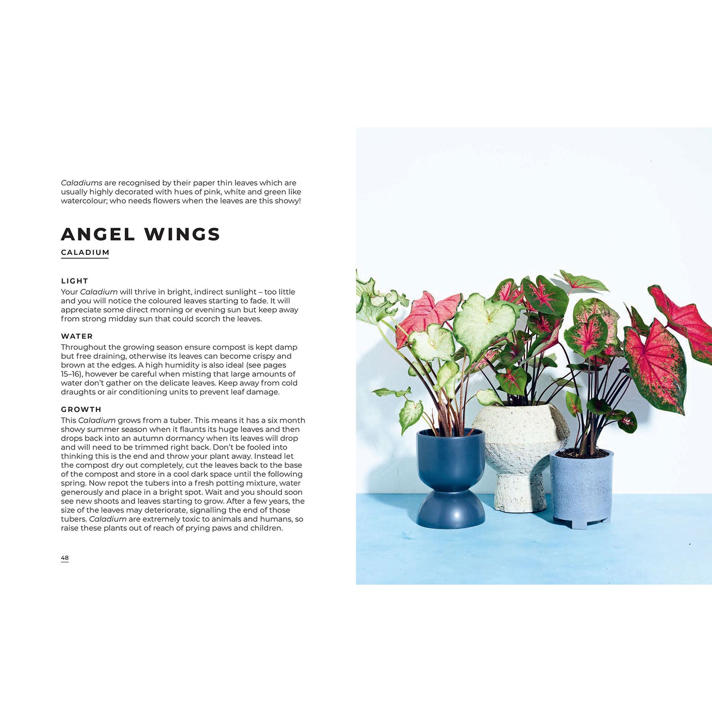 Big Book of House Plants