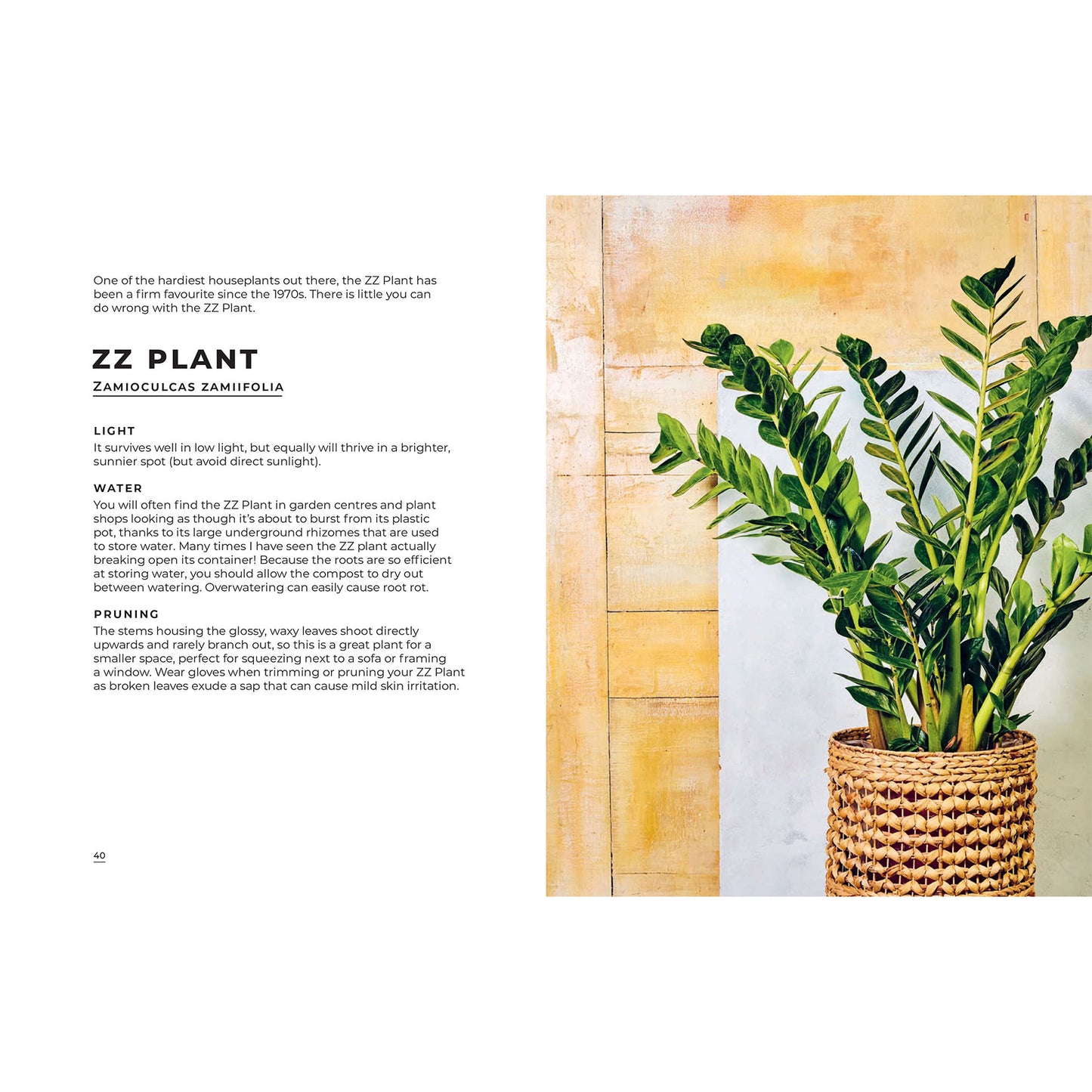 Big Book of House Plants