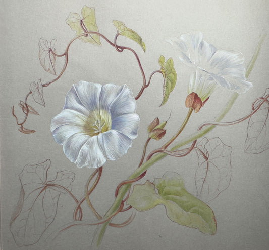 White Flowers on Colour Paper