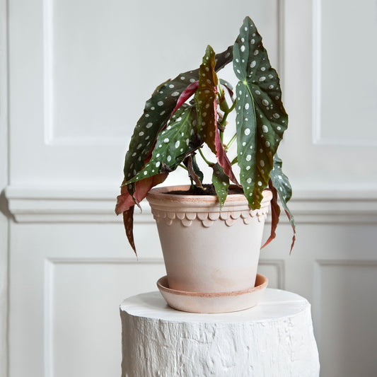 Bergs Potter - Copenhagen Terracotta Pot and Saucer 14cm