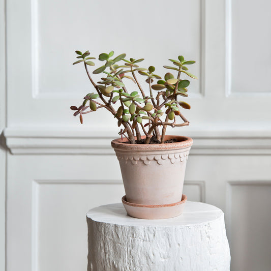 Bergs Potter - Copenhagen Terracotta Pot and Saucer 12cm