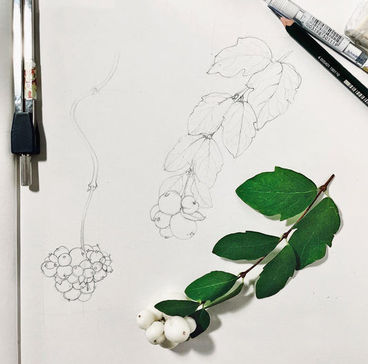Botanical Illustration Essential Skills (Evening Course)