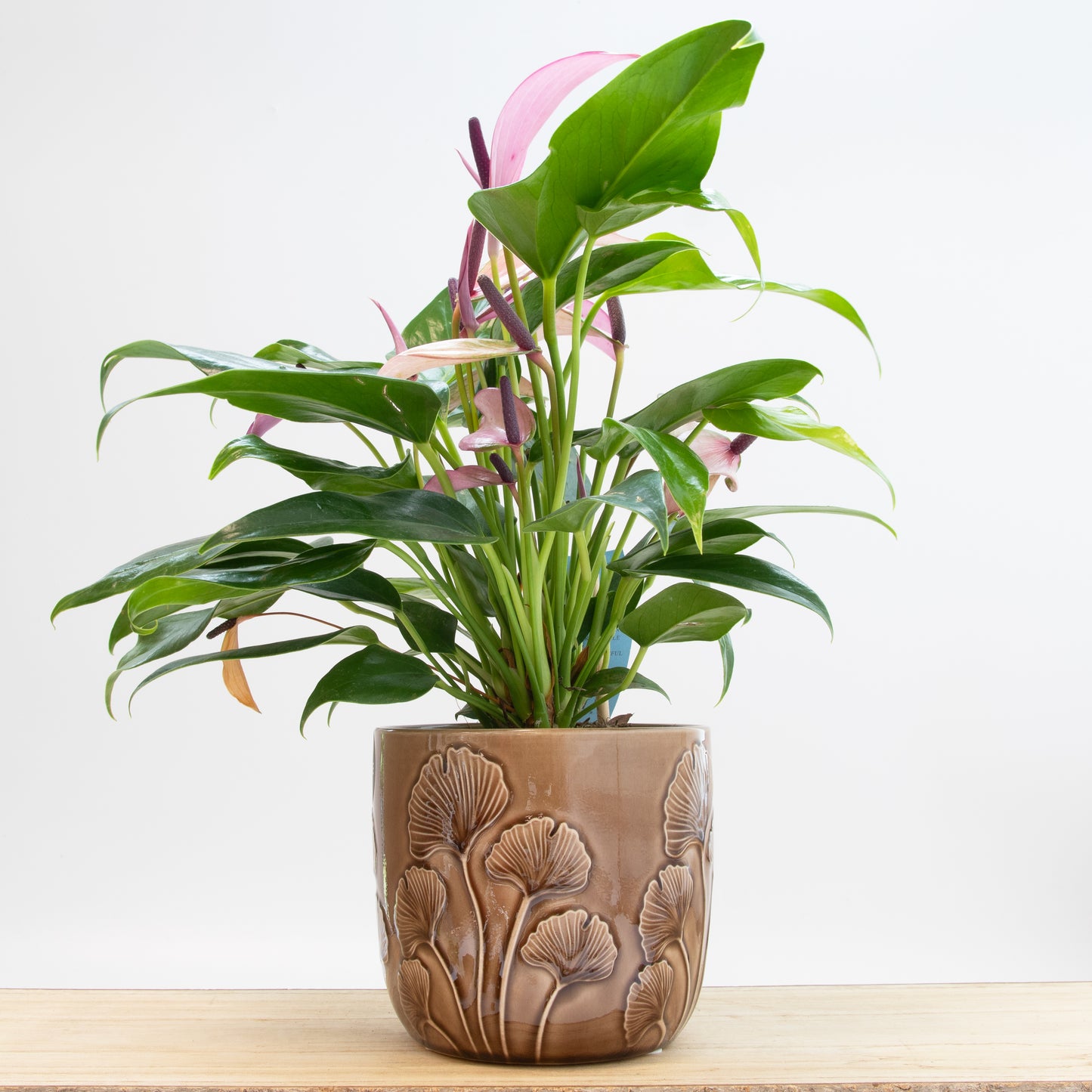 Embossed Mushroom Plant Pot - Brown