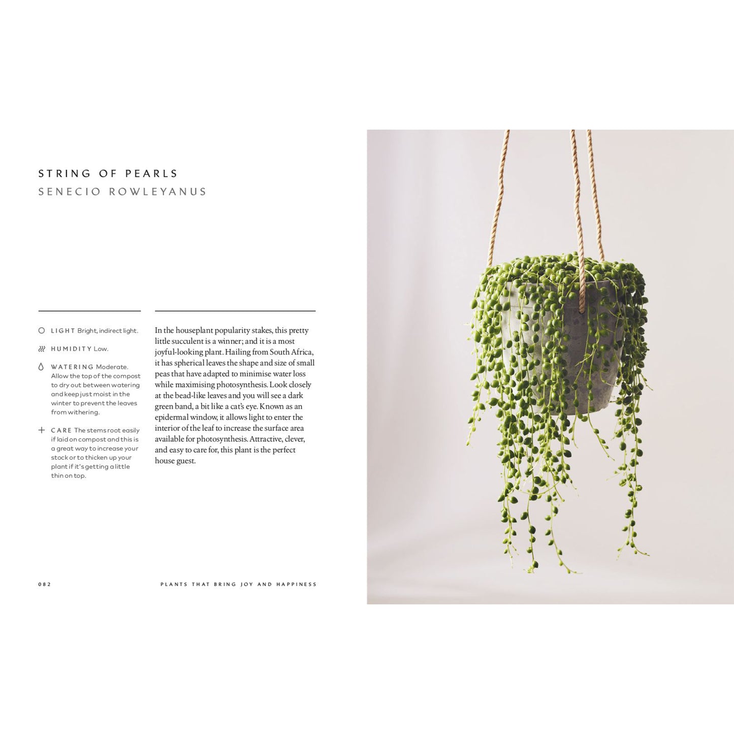 The Healing Power of Plants
