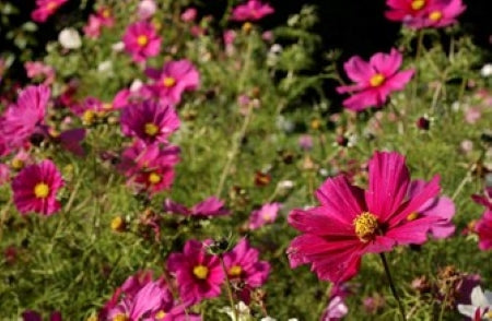 Introduction to Horticulture