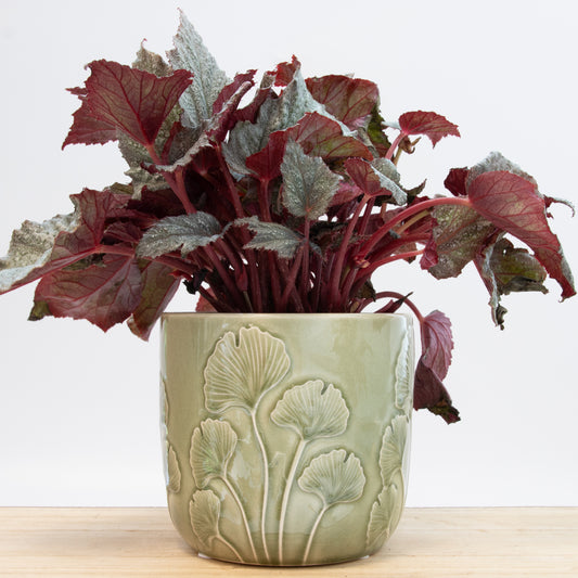 Embossed Mushroom Plant Pot - Green