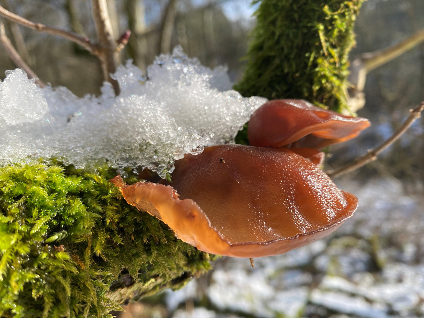 What to Forage in Winter