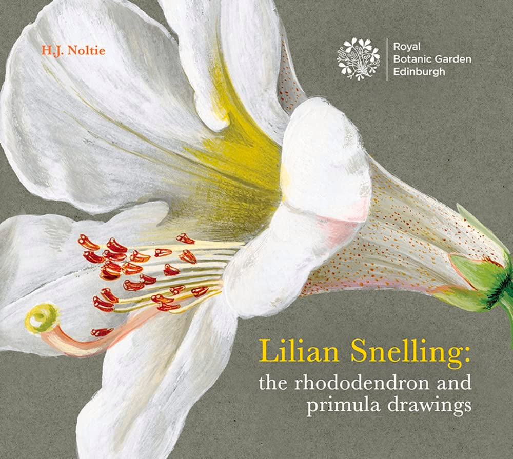 Lillian Snelling: The rhododendron and primula drawings