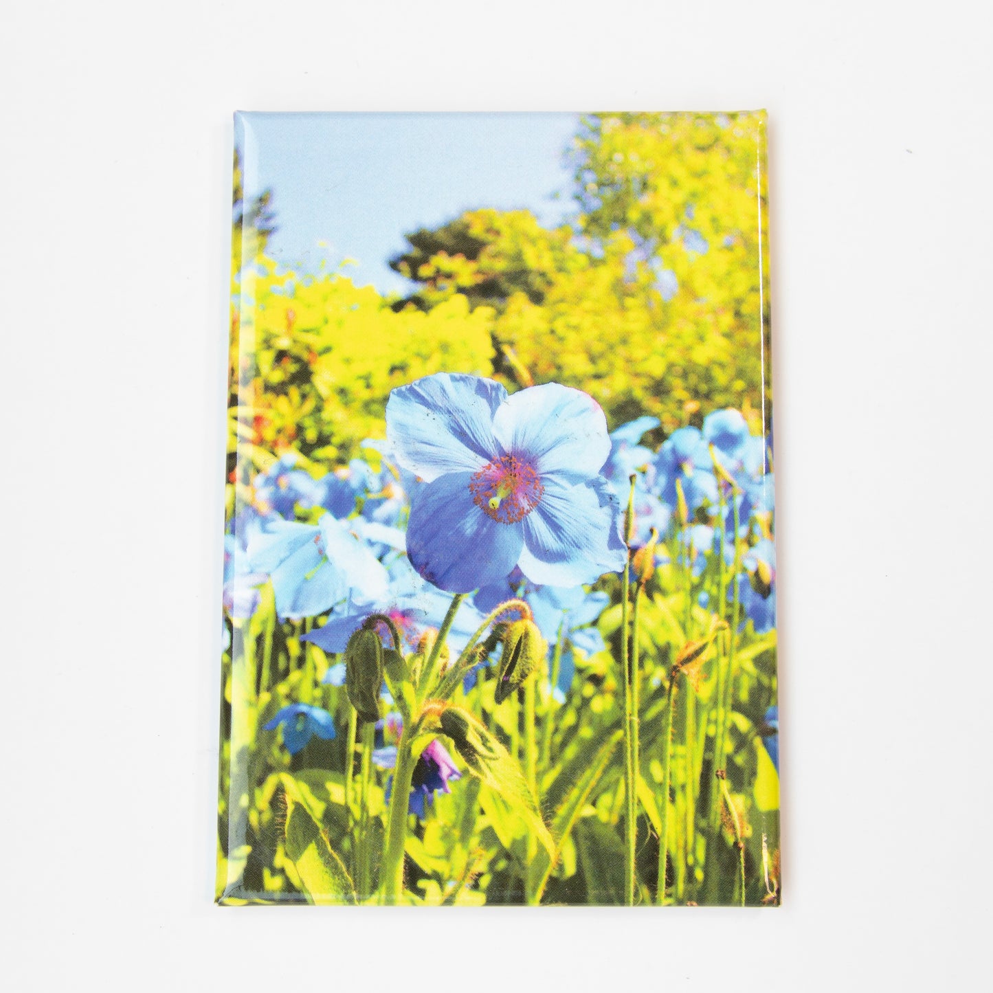 Meconopsis Magnet