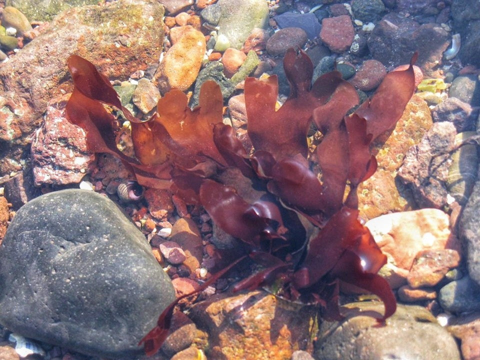 Seaweed Foray at North Berwick