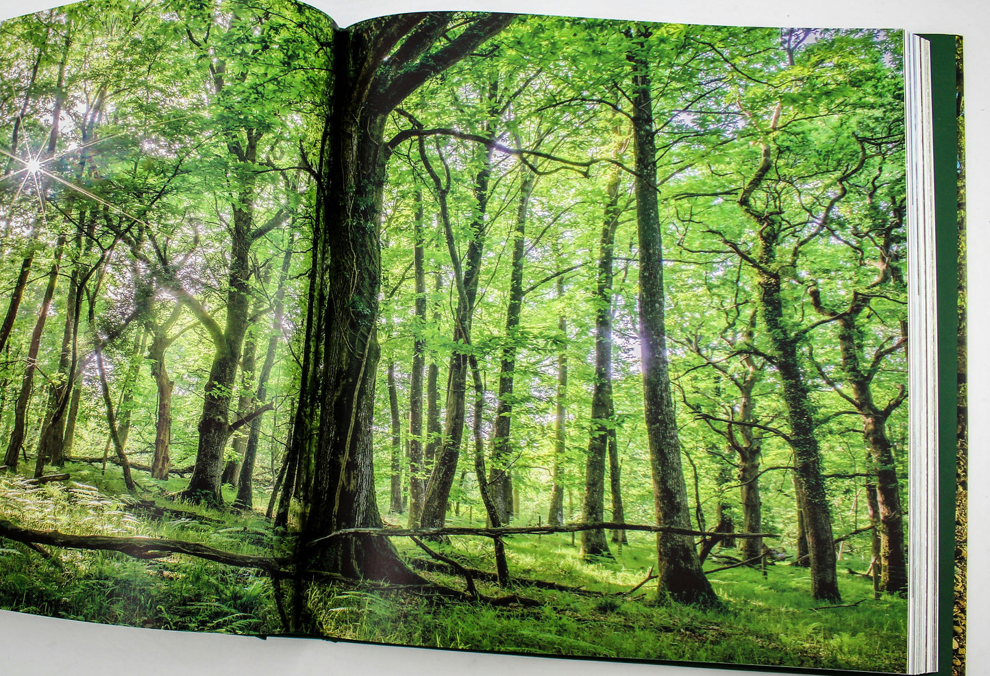 The Queen's Green Canopy