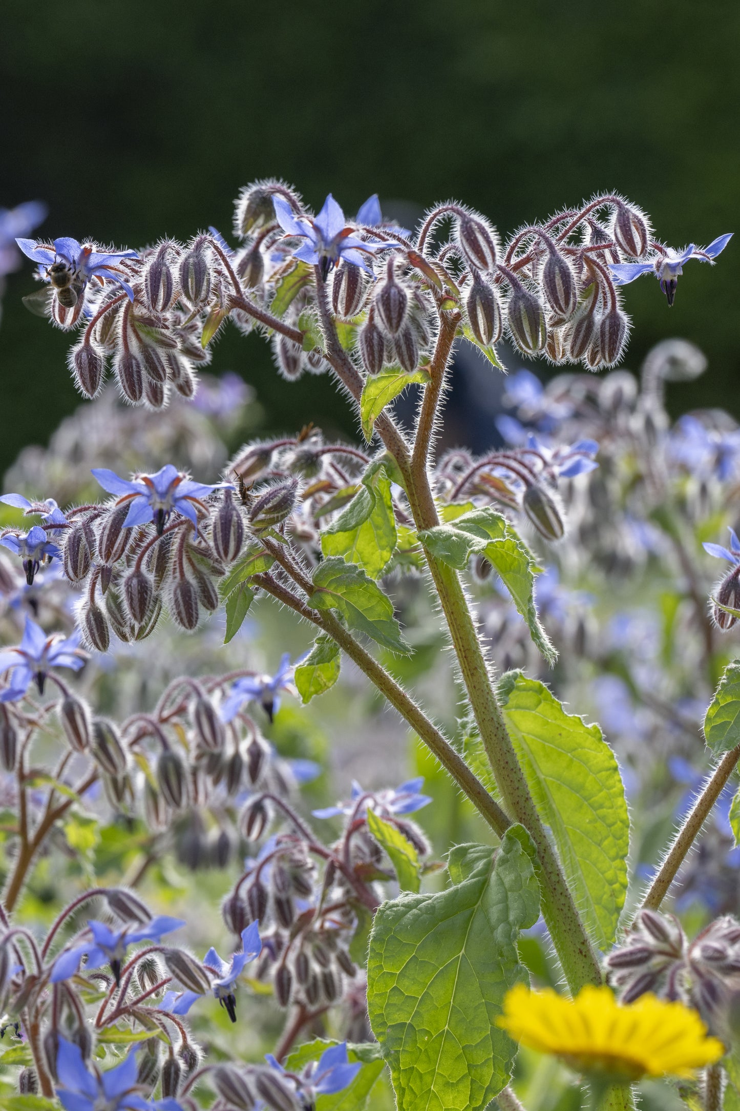 An Introduction to Herbal Alchemy