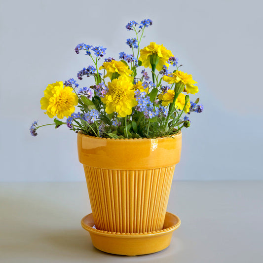 Bergs Potter - Simona Terracotta Pot and Saucer 12cm