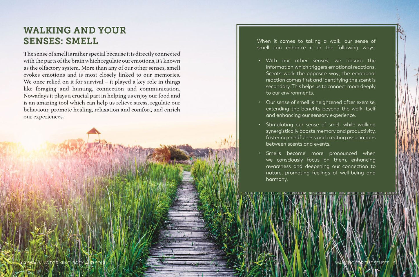 Walking for the Mind Body and Soul