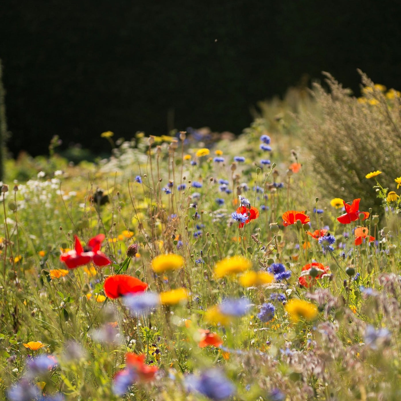 Wildflower Identification for Beginners June 2024