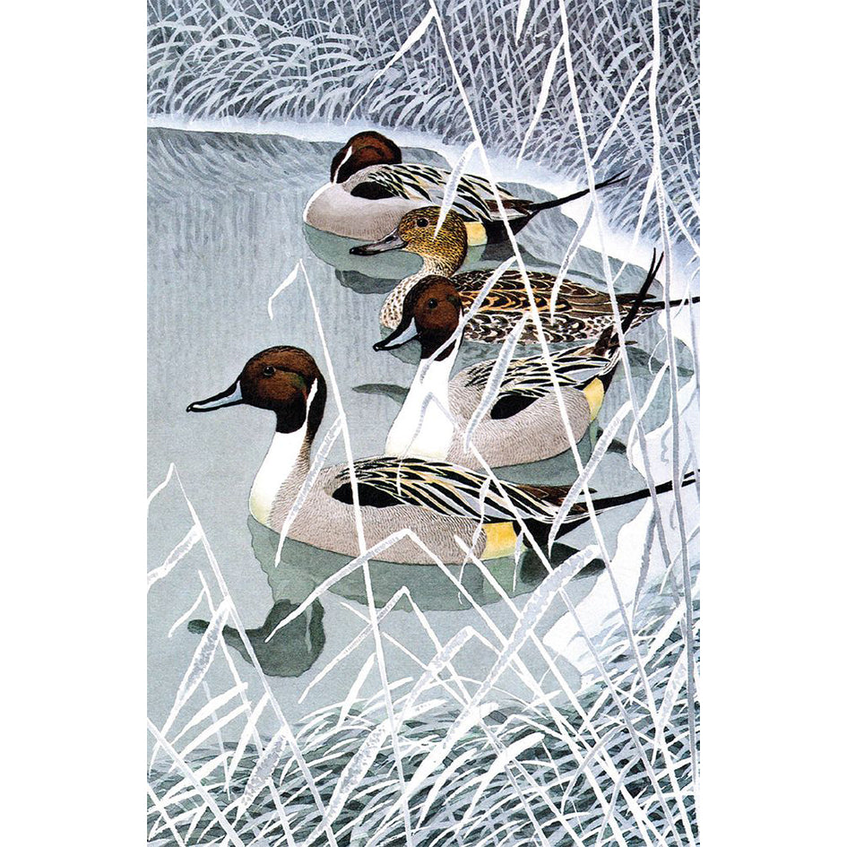 Winter Birds Christmas Cards - Box of 20