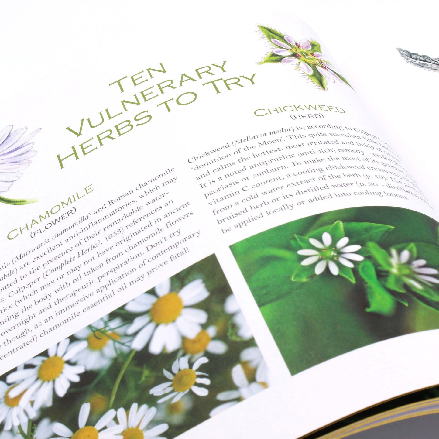 Herbology: A Physic Garden Pharmacy