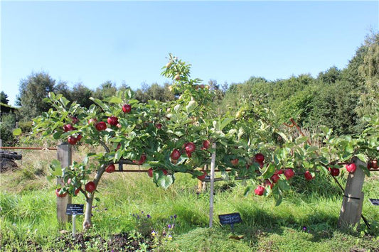 Growing and Training Apples and Pears