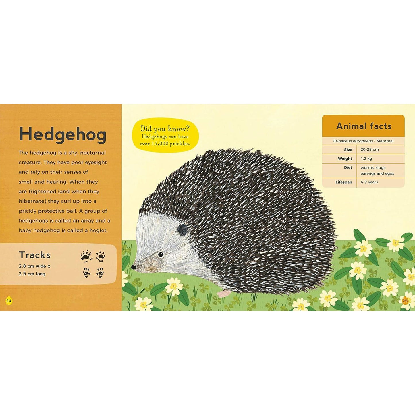 My First Book of Woodland Animals