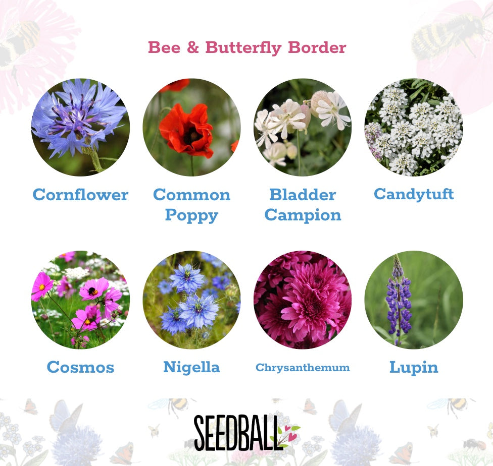 Scatter Box Wildflower Seed Balls - Bee & Butterfly Border