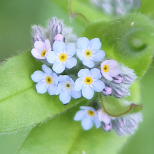 Seedball Tube - Forget-Me-Not