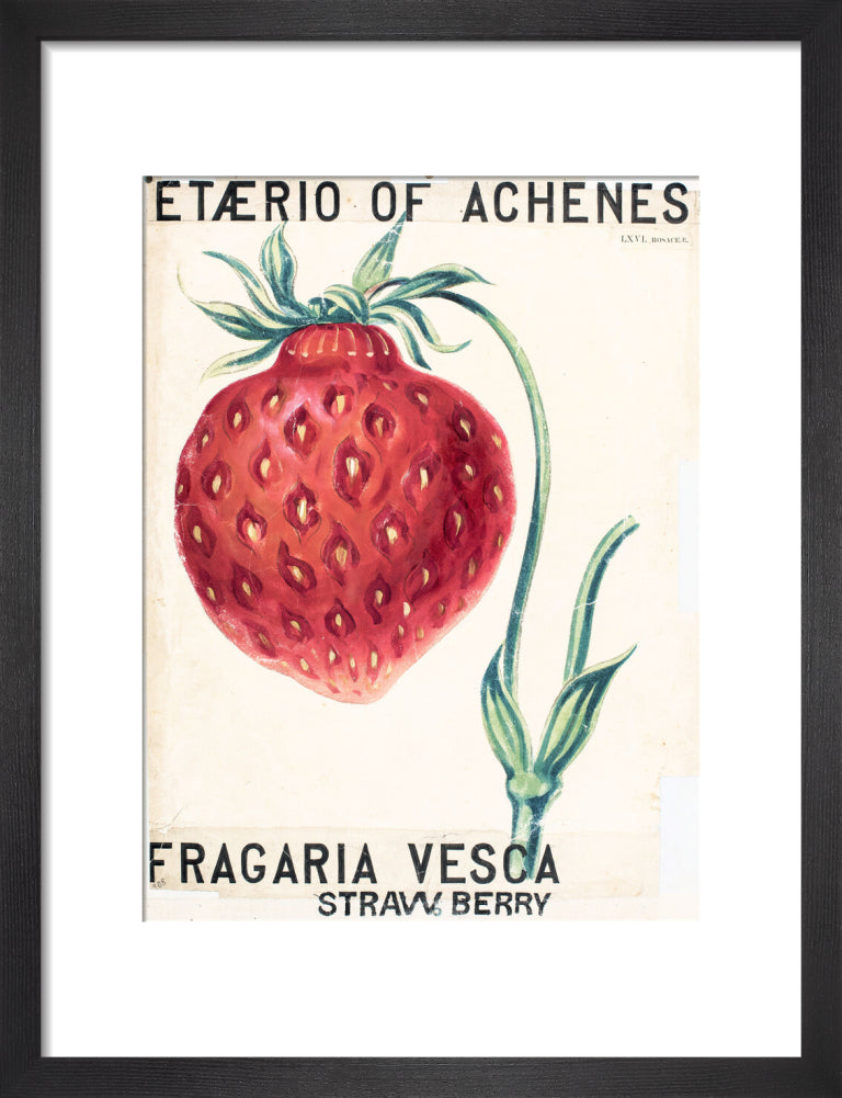 Fragaria Elatior