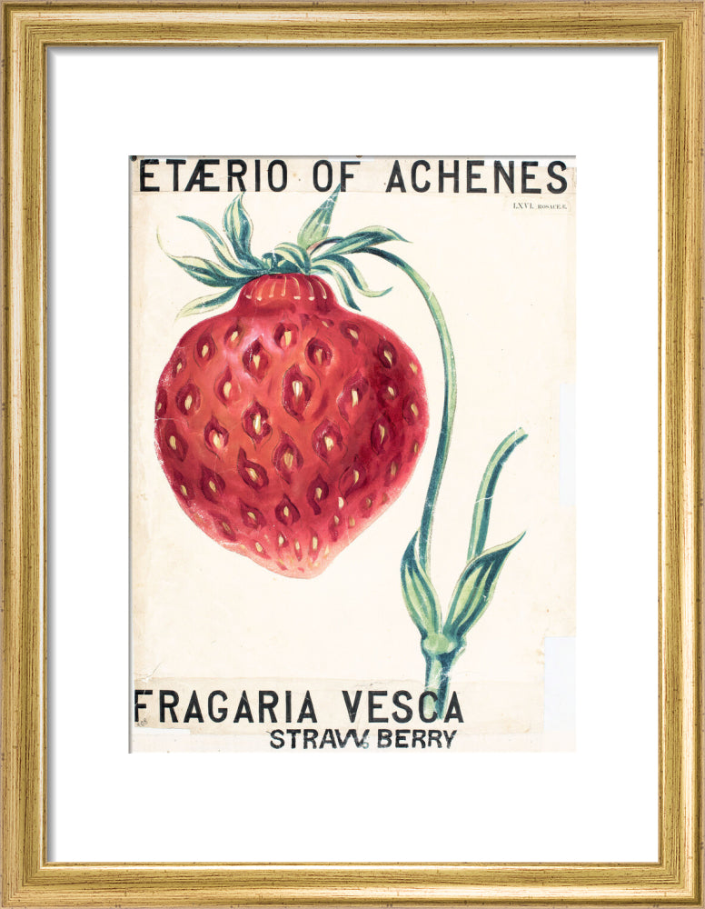 Fragaria Elatior