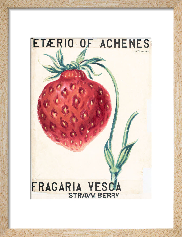 Fragaria Elatior