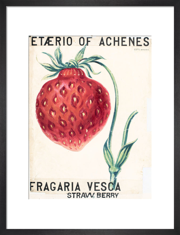 Fragaria Elatior