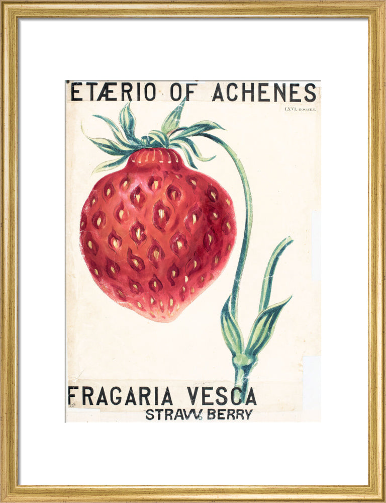 Fragaria Elatior