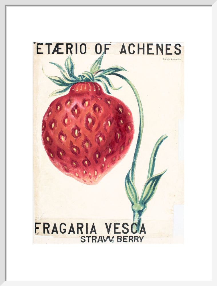 Fragaria Elatior