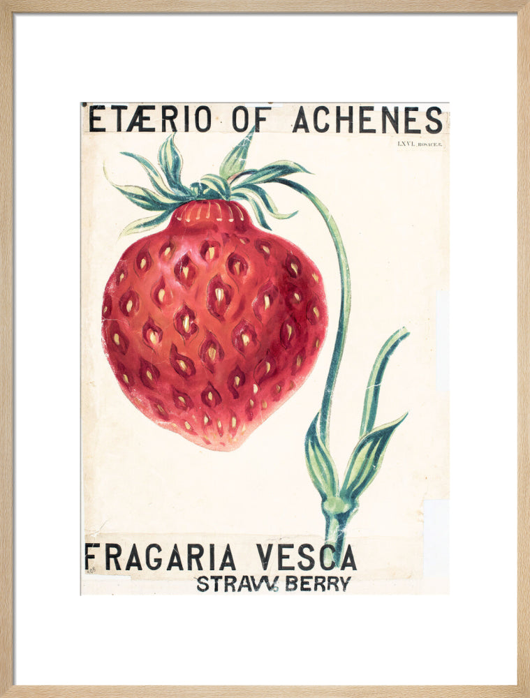 Fragaria Elatior
