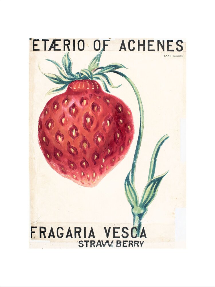 Fragaria Elatior