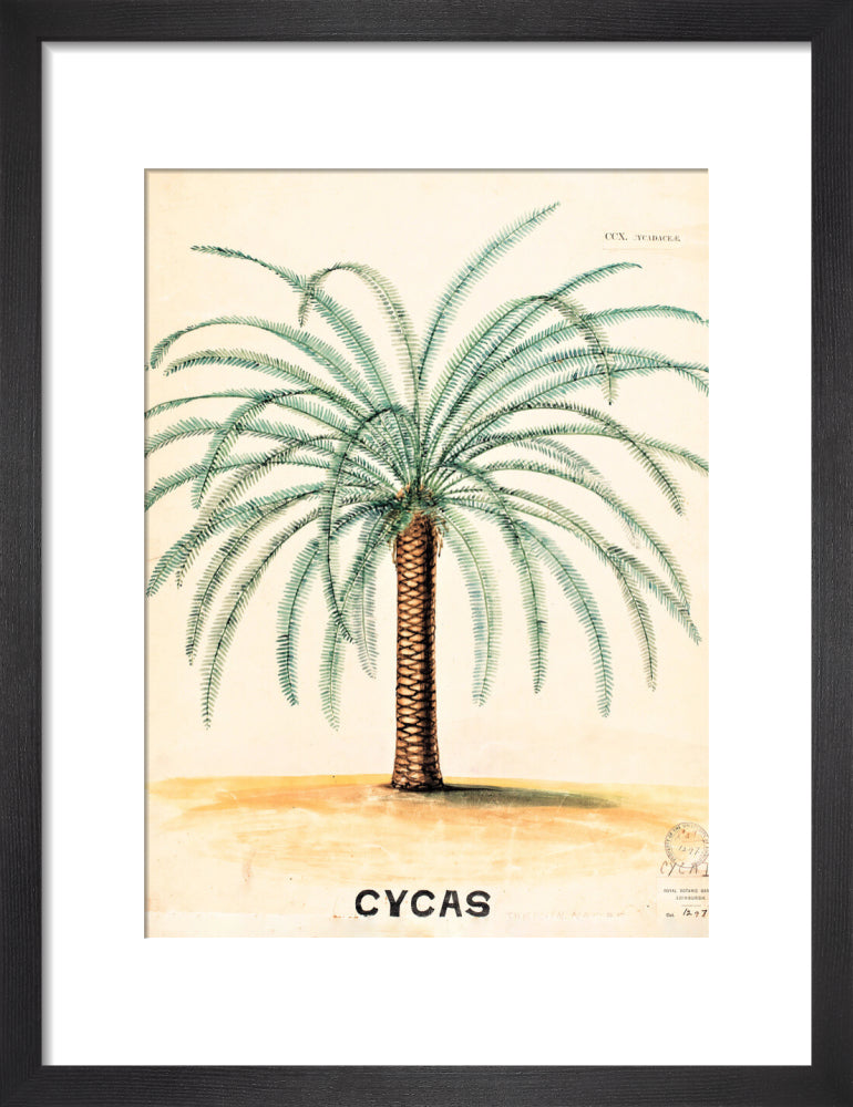 Cycas from John Hutton Balfour Teaching Diagram Collection