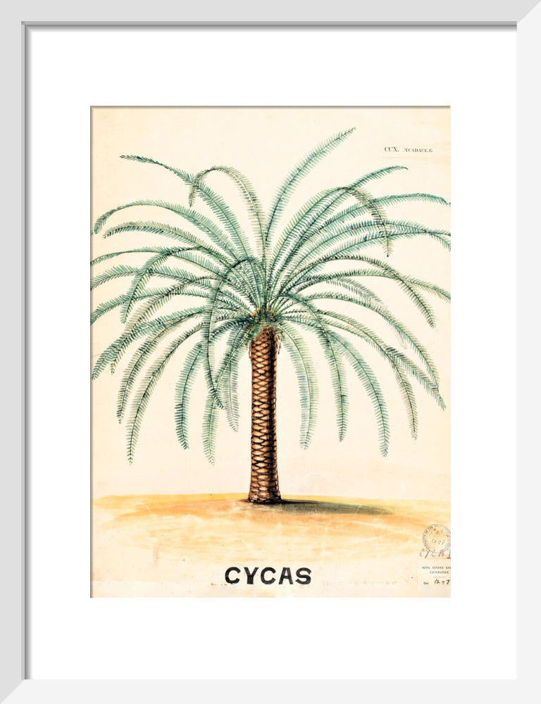 Cycas from John Hutton Balfour Teaching Diagram Collection