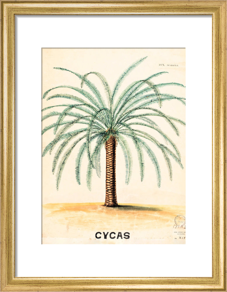 Cycas from John Hutton Balfour Teaching Diagram Collection