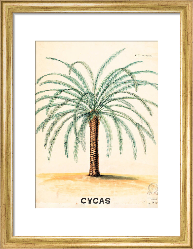 Cycas