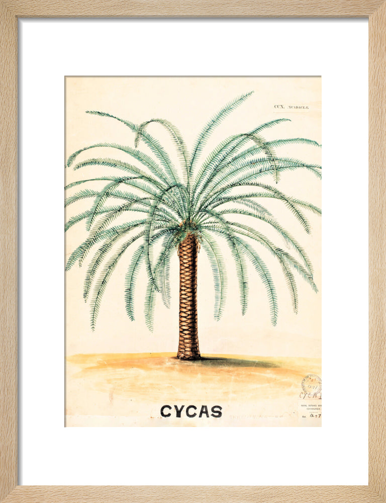 Cycas from John Hutton Balfour Teaching Diagram Collection