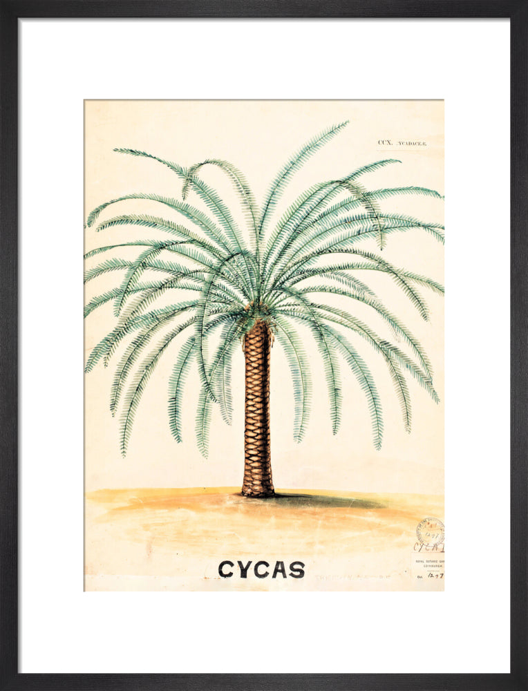 Cycas from John Hutton Balfour Teaching Diagram Collection