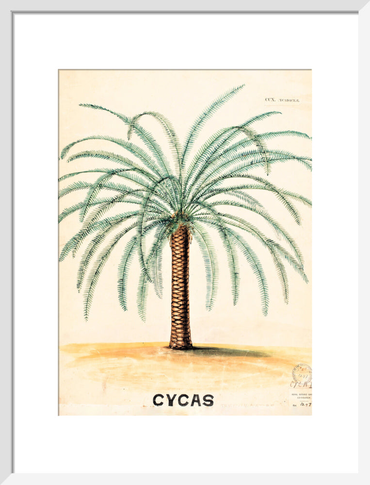 Cycas from John Hutton Balfour Teaching Diagram Collection