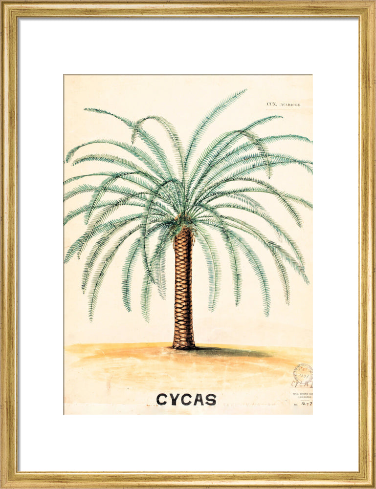 Cycas from John Hutton Balfour Teaching Diagram Collection