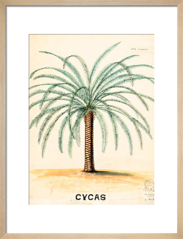 Cycas from John Hutton Balfour Teaching Diagram Collection