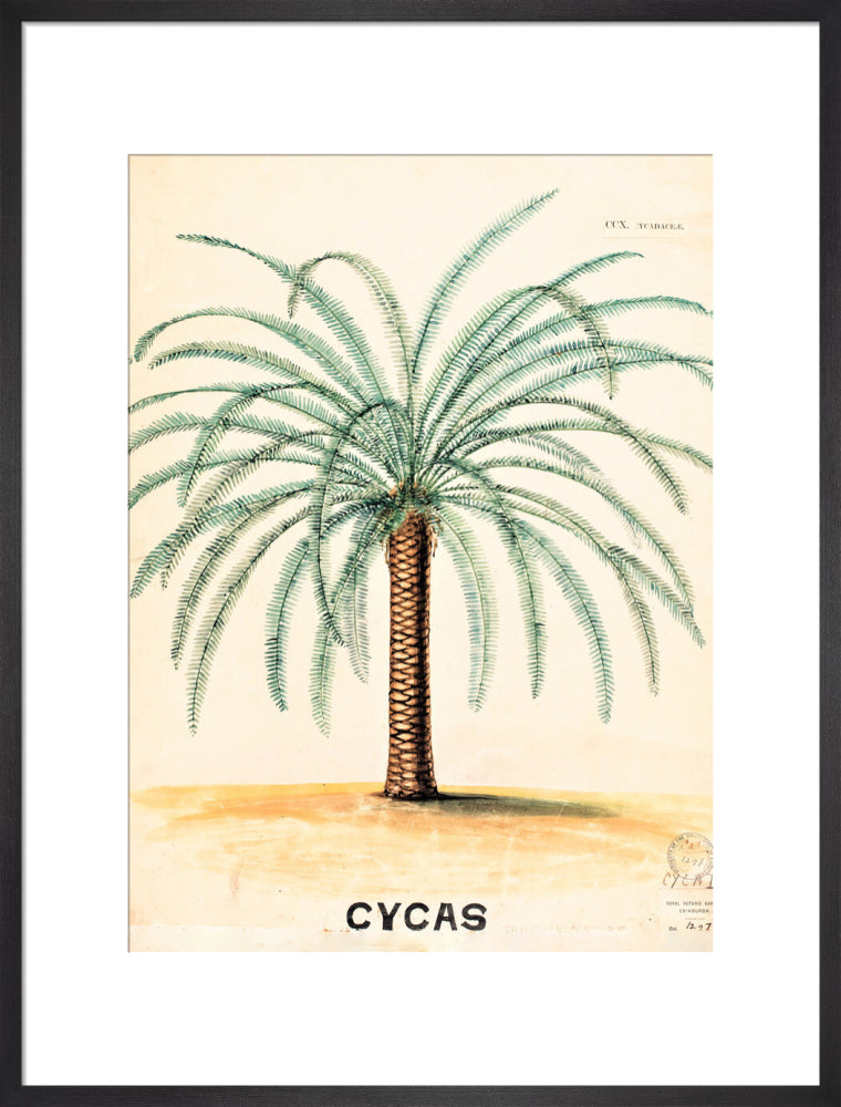 Cycas from John Hutton Balfour Teaching Diagram Collection