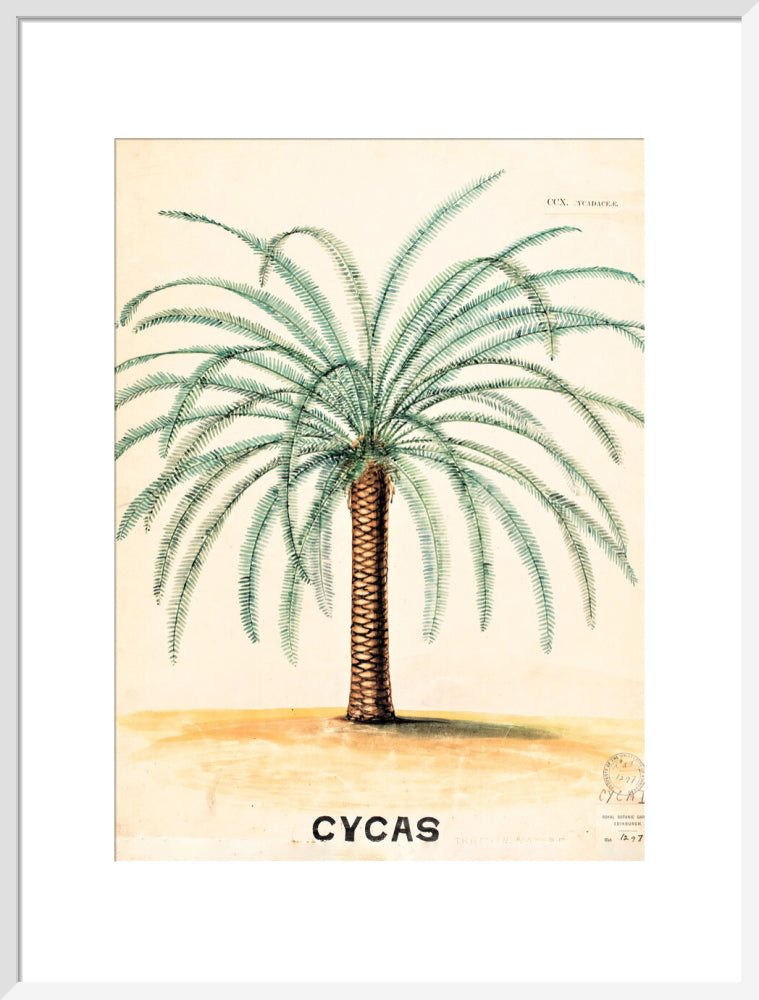 Cycas from John Hutton Balfour Teaching Diagram Collection