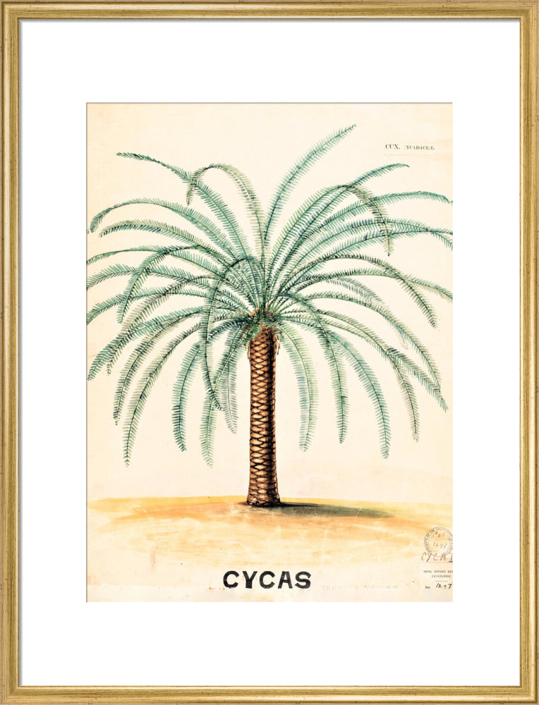 Cycas from John Hutton Balfour Teaching Diagram Collection