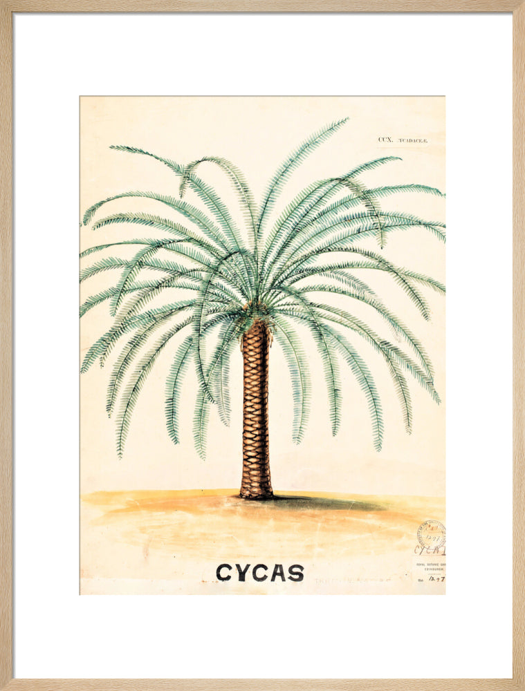 Cycas from John Hutton Balfour Teaching Diagram Collection